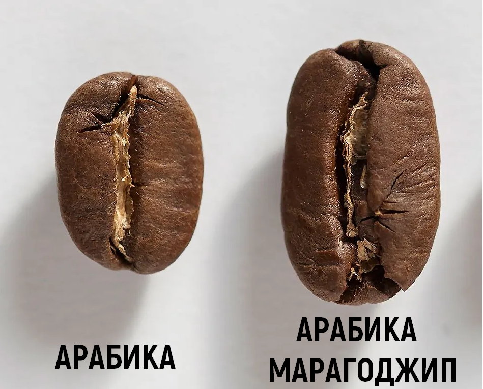 Арабика и Марагоджип.png Арабика и Марагоджип.png