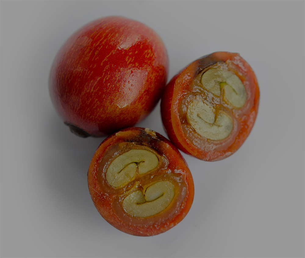 coffeeberry.jpg coffeeberry.jpg
