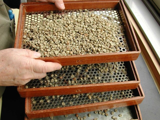 Экраны с зелеными зернами кофе.jpg Экраны с зелеными зернами кофе.jpg